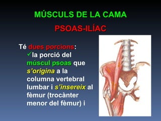 MÚSCULS DE LA CAMA PSOAS-ILÍAC Té  dues porcions : la porció del  múscul psoas  que  s’origina  a la columna vertebral lumbar i  s’insereix  al fèmur (trocànter menor del fèmur) i  