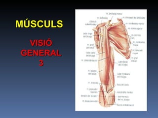 MÚSCULS VISIÓ GENERAL 3 