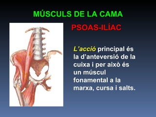 MÚSCULS DE LA CAMA PSOAS-ILÍAC L’acció  principal és la d’anteversió de la cuixa i per això és un múscul fonamental a la marxa, cursa i salts. 