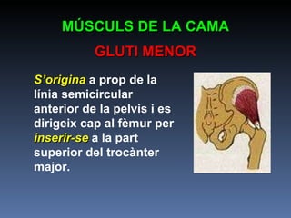 MÚSCULS DE LA CAMA GLUTI MENOR S’origina  a prop de la línia semicircular anterior de la pelvis i es dirigeix cap al fèmur per  inserir-se  a la part superior del trocànter major. 