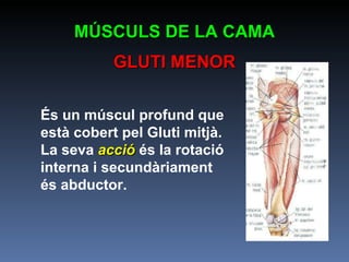 És un múscul profund que està cobert pel Gluti mitjà. La seva  acció  és la rotació interna i secundàriament és abductor.   MÚSCULS DE LA CAMA GLUTI MENOR 