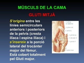 MÚSCULS DE LA CAMA GLUTI MITJÀ S’origina  entre les línies semicirculars anteriors i posteriors de la pelvis (cresta ilíaca i espina ilíaca) i  s’insereix  a la porció lateral del trocànter major del fèmur. Està cobert totalment pel Gluti major. 