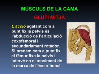 L’acció  agafant com a punt fix la pelvis és l’abducció de l’articulació coxofemoral i secundàriament rotador. Si prenem com a punt fix el fèmur fixa la pelvis i intervé en el moviment de la marxa de l’ésser humà. MÚSCULS DE LA CAMA GLUTI MITJÀ 