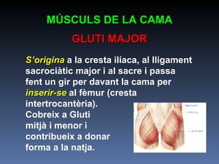 S’origina  a la cresta ilíaca, al lligament sacrociàtic major i al sacre i passa fent un gir per davant la cama per  inserir-se  al fèmur (cresta intertrocantèria). Cobreix a Gluti  mitjà i menor i contribueix a donar  forma a la natja. MÚSCULS DE LA CAMA GLUTI MAJOR 