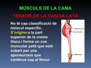 MÚSCULS DE LA CAMA TENSOR DE LA FÀSCIA LATA No té cap classificació de múscul específic. S’origina  a la part superior de la cresta ilíaca i forma un cos muscular petit que està cobert per una aponeurosis que continua cap al fèmur 