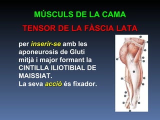 per  inserir-se  amb les aponeurosis de Gluti mitjà i major formant la CINTILLA ILIOTIBIAL DE MAISSIAT. La seva  acció  és fixador. MÚSCULS DE LA CAMA TENSOR DE LA FÀSCIA LATA 