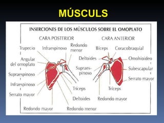 MÚSCULS 