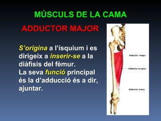 MÚSCULS DE LA CAMA ADDUCTOR MAJOR S’origina  a l’ísquium i es dirigeix a  inserir-se  a la diàfisis del fèmur. La seva  funció  principal és la d’adducció és a dir, ajuntar.   