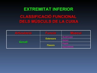 CLASSIFICACIÓ FUNCIONAL  DELS MÚSCULS DE LA CUIXA EXTREMITAT INFERIOR Articulació Funció Múscul Genoll Extensors Quàdriceps Sartori Flexors Popliti Isquiotibials 