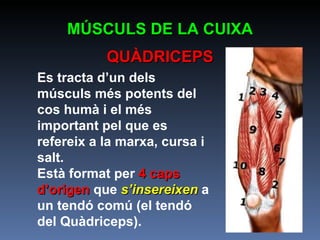 MÚSCULS DE LA CUIXA QUÀDRICEPS Es tracta d’un dels músculs més potents del cos humà i el més important pel que es refereix a la marxa, cursa i salt.  Està format per  4 caps d’origen  que  s’insereixen  a un tendó comú (el tendó del Quàdriceps).  