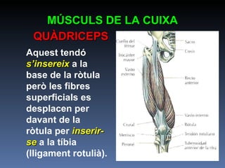 Aquest tendó  s’insereix  a la base de la ròtula però les fibres superficials es desplacen per davant de la ròtula per  inserir-se  a la tíbia (lligament rotulià). MÚSCULS DE LA CUIXA QUÀDRICEPS 