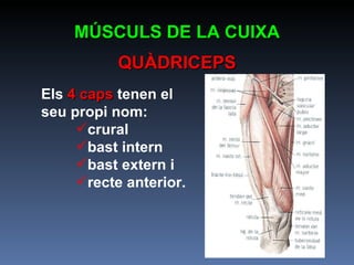 Els  4 caps  tenen el  seu propi nom: crural bast intern bast extern i  recte anterior. MÚSCULS DE LA CUIXA QUÀDRICEPS 