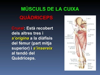 Crural : Està recobert dels altres tres i  s’origina  a la diàfisis del fèmur (part mitja superior) i  s’insereix  al tendó del Quàdriceps. MÚSCULS DE LA CUIXA QUÀDRICEPS 