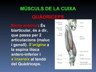 Recte anterior : És biarticular, és a dir, que passa per 2 articulacions (maluc i genoll).  S’origina  a la espina ilíaca antero-inferior i  s’insereix  al tendó del Quàdriceps. MÚSCULS DE LA CUIXA QUÀDRICEPS 