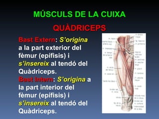 Bast Extern :  S’origina  a la part exterior del fèmur (epífisis) i  s’insereix  al tendó del Quàdriceps. Bast Intern :  S’origina  a la part interior del fèmur (epífisis) i  s’insereix  al tendó del Quàdriceps. MÚSCULS DE LA CUIXA QUÀDRICEPS 