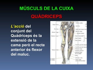 L’acció  del conjunt del Quàdriceps és la extensió de la cama però el recte anterior és flexor del maluc. MÚSCULS DE LA CUIXA QUÀDRICEPS 