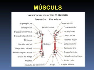 MÚSCULS 
