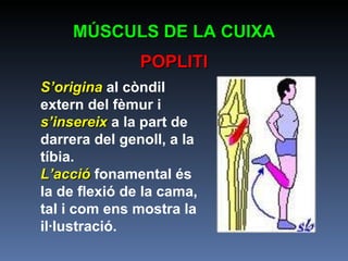 S’origina  al còndil extern del fèmur i  s’insereix  a la part de darrera del genoll, a la tíbia. L’acció  fonamental és la de flexió de la cama, tal i com ens mostra la il·lustració.   MÚSCULS DE LA CUIXA POPLITI 