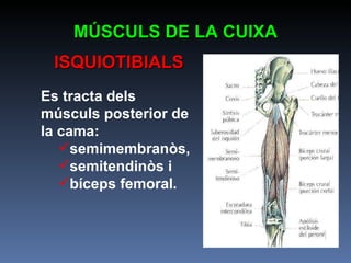 MÚSCULS DE LA CUIXA ISQUIOTIBIALS Es tracta dels músculs posterior de la cama:  semimembranòs,  semitendinòs i  bíceps femoral.  