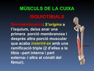 MÚSCULS DE LA CUIXA ISQUIOTIBIALS Semimembranòs :  S’origina  a l’ísquium, deixa anar una primera  porció membranosa i després altra porció muscular que acaba  inserint-se   amb una ramificació triple (2 d’elles a la tíbia –part interna i part externa- i altra al còndil del fèmur).  