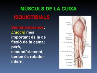 Semimembranòs :   L’acció  més important és la de flexió de la cama; però, secundàriament, també és rotador intern. MÚSCULS DE LA CUIXA ISQUIOTIBIALS 