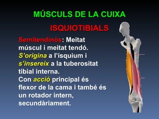 Semitendinòs : Meitat múscul i meitat tendó.  S’origina  a l’ísquium i  s’insereix  a la tuberositat tibial interna.  Con  acció  principal és flexor de la cama i també és un rotador intern, secundàriament. MÚSCULS DE LA CUIXA ISQUIOTIBIALS 