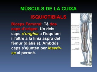 Bíceps Femoral : Té  dos caps d’origen . Un dels caps  s’origina  a l’ísquium i l’altre a la línia aspra del fèmur (diàfisis). Ambdós caps s’ajunten per  inserir-se  al peroné.  MÚSCULS DE LA CUIXA ISQUIOTIBIALS 