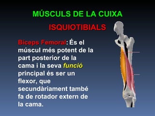 Bíceps Femoral :   És el múscul més potent de la part posterior de la cama i la seva  funció  principal és ser un flexor, que secundàriament també fa de rotador extern de la cama. MÚSCULS DE LA CUIXA ISQUIOTIBIALS 