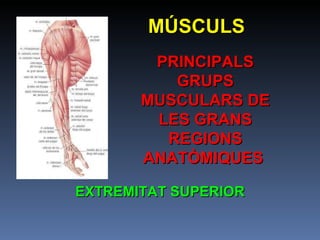 MÚSCULS PRINCIPALS GRUPS MUSCULARS DE LES GRANS REGIONS ANATÒMIQUES  EXTREMITAT SUPERIOR 