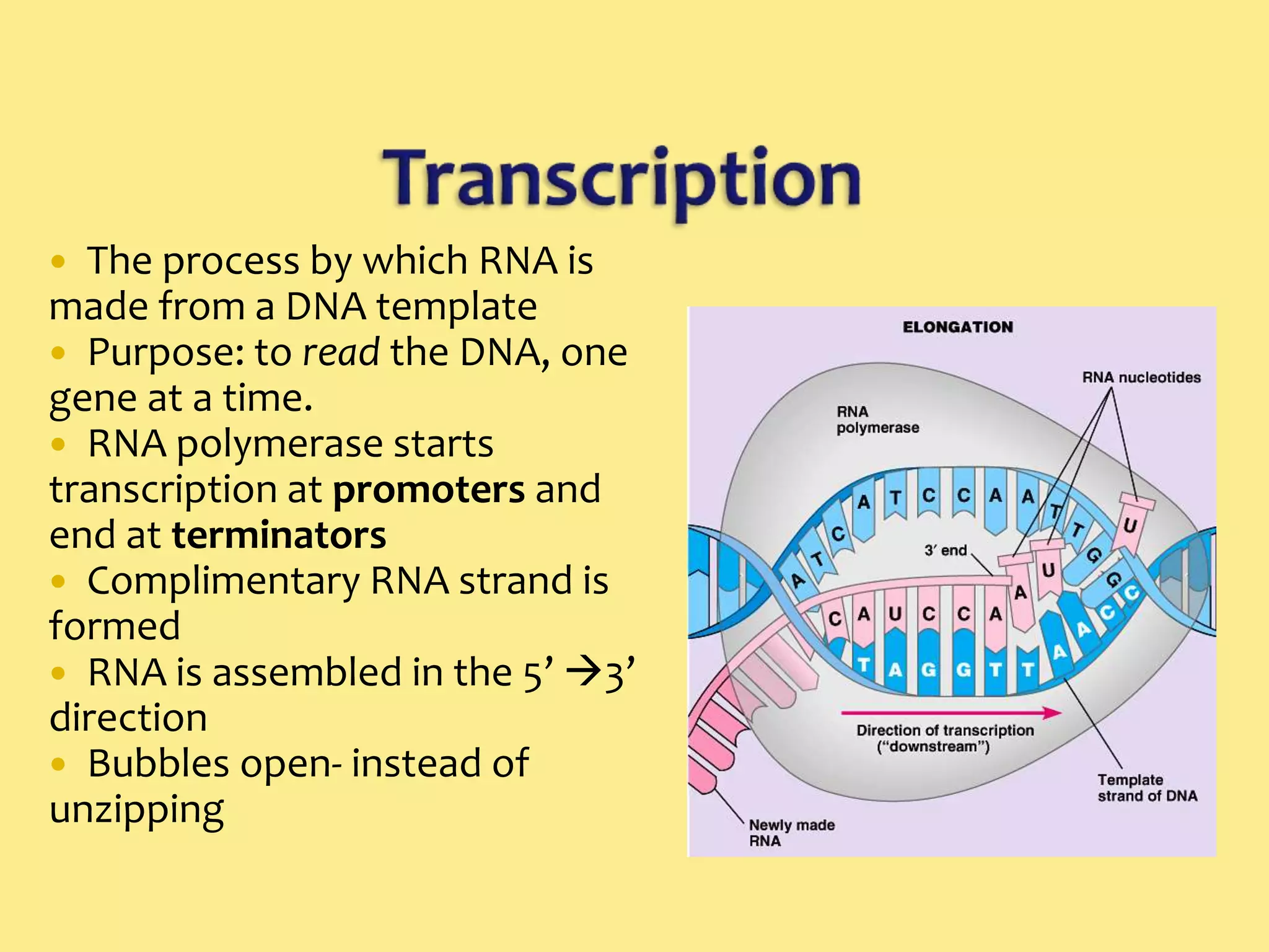 3.5 7.3 Dna Transcription | PPTX