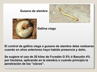 Gusano de alambre Gallina ciega El control de gallina ciega o gusano de alambre   debe realizarse cuando en años anteriore...
