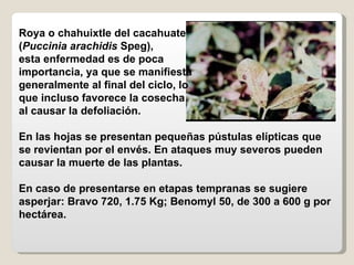 Roya o chahuixtle del cacahuate ( Puccinia arachidis  Speg), esta enfermedad es de poca importancia, ya que se manifiesta ...