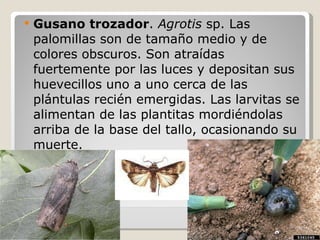 <ul><li>Gusano trozador .  Agrotis  sp. Las palomillas son de tamaño medio y de colores obscuros. Son atraídas fuertemente...