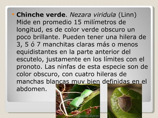 <ul><li>Chinche verde .  Nezara viridula  (Linn) Mide en promedio 15 milímetros de longitud, es de color verde obscuro un ...