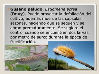 <ul><li>Gusano peludo.   Estigmene acrea  (Drury). Puede provocar la defoliación del cultivo, además muerde las cápsulas s...