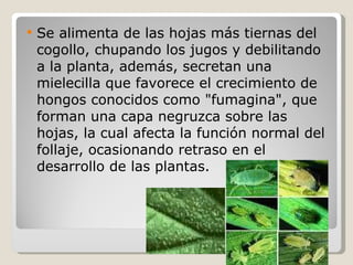<ul><li>Se alimenta de las hojas más tiernas del cogollo, chupando los jugos y debilitando a la planta, además, secretan u...