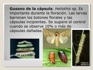 <ul><li>Gusano de la cápsula .  Heliothis  sp. Es importante durante la floración. Las larvas barrenan los botones florale...