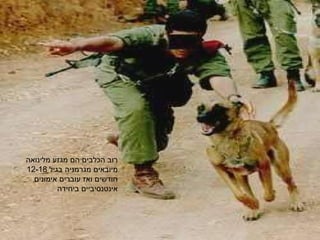 רוב הכלבים הם מגזע מלינואה מיובאים מגרמניה בגיל  12-18  חודשים ואז עוברים אימונים אינטנסיביים ביחידה 