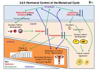 3.6.5 Hormonal Control of the Menstrual Cycle
                                                 PITUITARY

             Follicle Stimulating                                          Luteinising
               Hormone (FSH)                                              Hormone (LH)
          Travels in bloodstream


   Graafian Follicle           OVARY                                     Ovulation
    development
                                                                                 Empty follicle
                                      Oestrogen

                                                       Progesterone                  Corpus Luteum
                                                                                      development

 UTERUS


                Repair of
               Uterus Wall                       Breakdown of Uterus
                                                 lining / Menstruation                 Corpus Luteum
                                                                                         regression
                                     Stimulates Pituitary to
                                      produce FSH again
Key                                    and cycle repeats
Hormone
Stimulation             Inhibition
 