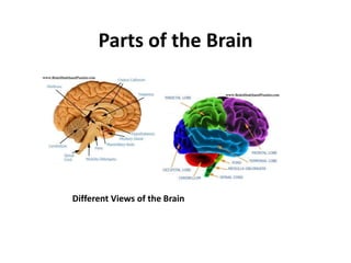 Parts of the Brain




Different Views of the Brain
 