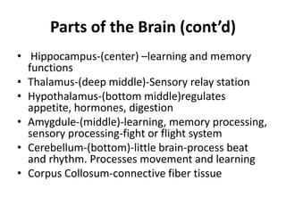 Parts of the Brain (cont’d)
• Hippocampus-(center) –learning and memory
  functions
• Thalamus-(deep middle)-Sensory relay station
• Hypothalamus-(bottom middle)regulates
  appetite, hormones, digestion
• Amygdule-(middle)-learning, memory processing,
  sensory processing-fight or flight system
• Cerebellum-(bottom)-little brain-process beat
  and rhythm. Processes movement and learning
• Corpus Collosum-connective fiber tissue
 