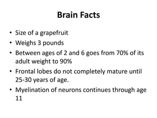 Brain Facts
• Size of a grapefruit
• Weighs 3 pounds
• Between ages of 2 and 6 goes from 70% of its
  adult weight to 90%
• Frontal lobes do not completely mature until
  25-30 years of age.
• Myelination of neurons continues through age
  11
 