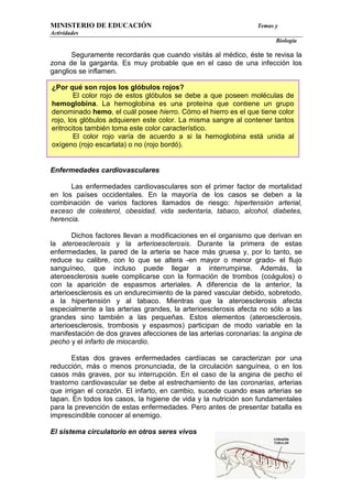 MINISTERIO DE EDUCACIÓN                                          Temas y
Actividades
                                                                       Biología

       Seguramente recordarás que cuando visitás al médico, éste te revisa la
zona de la garganta. Es muy probable que en el caso de una infección los
ganglios se inflamen.

¿Por qué son rojos los glóbulos rojos?
        El color rojo de estos glóbulos se debe a que poseen moléculas de
hemoglobina. La hemoglobina es una proteína que contiene un grupo
denominado hemo, el cuál posee hierro. Cómo el hierro es el que tiene color
rojo, los glóbulos adquieren este color. La misma sangre al contener tantos
eritrocitos también toma este color característico.
        El color rojo varía de acuerdo a si la hemoglobina está unida al
oxígeno (rojo escarlata) o no (rojo bordó).


Enfermedades cardiovasculares

      Las enfermedades cardiovasculares son el primer factor de mortalidad
en los países occidentales. En la mayoría de los casos se deben a la
combinación de varios factores llamados de riesgo: hipertensión arterial,
exceso de colesterol, obesidad, vida sedentaria, tabaco, alcohol, diabetes,
herencia.

       Dichos factores llevan a modificaciones en el organismo que derivan en
la ateroesclerosis y la arterioesclerosis. Durante la primera de estas
enfermedades, la pared de la arteria se hace más gruesa y, por lo tanto, se
reduce su calibre, con lo que se altera -en mayor o menor grado- el flujo
sanguíneo, que incluso puede llegar a interrumpirse. Además, la
ateroesclerosis suele complicarse con la formación de trombos (coágulos) o
con la aparición de espasmos arteriales. A diferencia de la anterior, la
arterioesclerosis es un endurecimiento de la pared vascular debido, sobretodo,
a la hipertensión y al tabaco. Mientras que la ateroesclerosis afecta
especialmente a las arterias grandes, la arterioesclerosis afecta no sólo a las
grandes sino también a las pequeñas. Estos elementos (ateroesclerosis,
arterioesclerosis, trombosis y espasmos) participan de modo variable en la
manifestación de dos graves afecciones de las arterias coronarias: la angina de
pecho y el infarto de miocardio.

       Estas dos graves enfermedades cardíacas se caracterizan por una
reducción, más o menos pronunciada, de la circulación sanguínea, o en los
casos más graves, por su interrupción. En el caso de la angina de pecho el
trastorno cardiovascular se debe al estrechamiento de las coronarias, arterias
que irrigan el corazón. El infarto, en cambio, sucede cuando esas arterias se
tapan. En todos los casos, la higiene de vida y la nutrición son fundamentales
para la prevención de estas enfermedades. Pero antes de presentar batalla es
imprescindible conocer al enemigo.

El sistema circulatorio en otros seres vivos
 