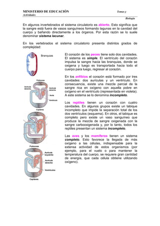 MINISTERIO DE EDUCACIÓN                                          Temas y
Actividades
                                                                       Biología

En algunos invertebrados el sistema circulatorio es abierto. Esto significa que
la sangre está fuera de vasos sanguíneos formando lagunas en la cavidad del
cuerpo y bañando directamente a los órganos. Por esta razón se lo suele
denominar sistema lacunar.

En los vertebrados el sistema circulatorio presenta distintos grados de
complejidad:

              Branquias     El corazón de los peces tiene solo dos cavidades.
                            El sistema es simple. El ventrículo del corazón
                            impulsa la sangre hacia las branquias, donde se
                            oxigena y luego es transportada hacia todo el
                            cuerpo para luego, regresar al corazón.

                            En los anfibios el corazón está formado por tres
                            cavidades: dos aurículas y un ventrículo. En
                            consecuencia, existe una mezcla parcial de la
                            sangre rica en oxígeno con aquella pobre en
                            oxígeno en el ventrículo (representada en violeta).
                            A este sistema se lo denomina incompleto.

                            Los reptiles tienen un corazón con cuatro
                            cavidades. En algunos grupos existe un tabique
                            incompleto que impide la separación total de los
                            dos ventrículos (esquema). En otros, el tabique es
                            completo pero existe un vaso sanguíneo que
                            produce la mezcla de sangre oxigenada con la
                            sangre carbooxigenada y, por lo tanto, todos los
                            reptiles presentan un sistema incompleto.

                            Las aves y los mamíferos tienen un sistema
                            completo. Esto favorece la llegada de más
                            oxígeno a las células, indispensable para la
                            extensa actividad de estos organismos (por
                            ejemplo, para el vuelo o para mantener la
                            temperatura del cuerpo, se requiere gran cantidad
                            de energía, que cada célula obtiene utilizando
                            oxígeno).
 