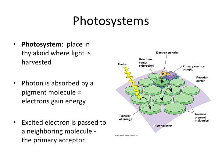 Photons in photosynthesis picture