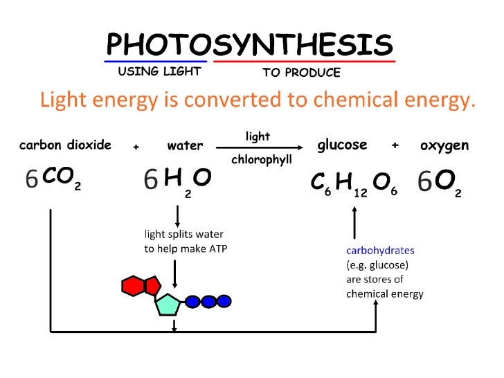 3.8 8.2 Photosynthesis PPT