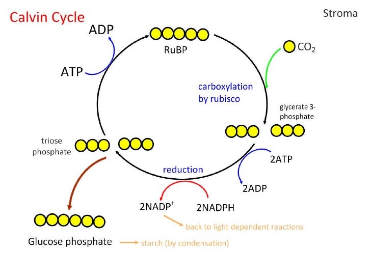 for krebs cycle diagram 8.2 3.8 Photosynthesis PPT for krebs cycle diagram 8.2 3.8 Photosynthesis PPT