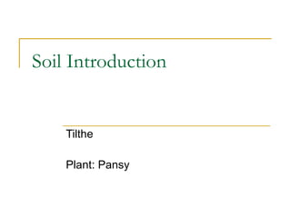 Soil Introduction Tilthe Plant: Pansy 