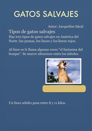 GATOS SALVAJES

Autor: Jacqueline Sácal

Tipos de gatos salvajes
Hay tres tipos de gatos salvajes en América del
Norte :los pumas, los linces y los linces rojos.


Al lince se le llama algunas veces "el fantasma del
bosque". Se mueve silencioso entre los árboles.





Les dicen de montaña leones de montaña, leones
americanos o panteras.

Un lince adulto pesa entre 8 y 11 kilos.





 