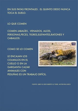 EN SUS PATAS FRONTALES . EL QUINTO DEDO NUNCA
TOCA EL SUELO.



LO QUE COMEN
COMEN JABALÍES , VENADOS, ALCES,
PERSONAS,PECES, TIGRES,ELEFANTES,RATONES Y
CABALLOS.



COMO SE LO COMEN


LE ENCAJAN LOS
COLMILLOS EN EL
CUELLO O EN LA
GARGANTA CAZAR
ANIMALES CON
PESUÑAS ES UN TRABAJO DIFÍCIL.



FUENTE: LIBRO EL DESCUBIERTO EL TIGRE, AUTOR:PAUL BECK

 
